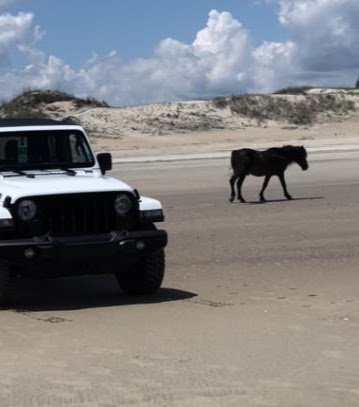 White Jeep Wrangler 4x4 rental beside a wild horse on the Carova beach north of Corolla